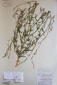 Herbarium Sheet of 